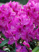 Rododendron Annah Kruschke (C2)