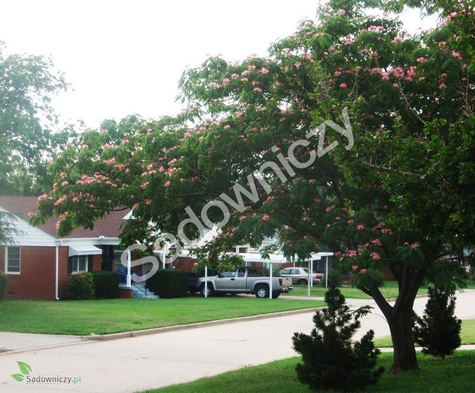 Albicja - jedwabne drzewo 5g nasiona