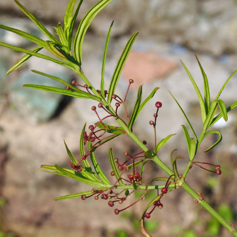 Trzmielina niska (C2)