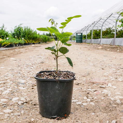 Makia amurska Maackia amurensis