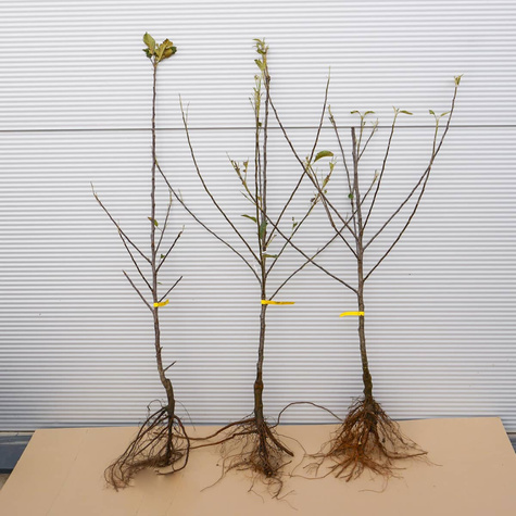 Jabłoń Elstar Plant Pack