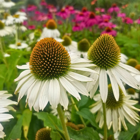 Jeżówka purpurowa White Sawn delikatna (C2)