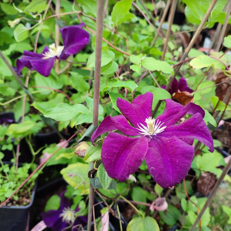 Powojnik wielkokwiatowy Warszawska Nike