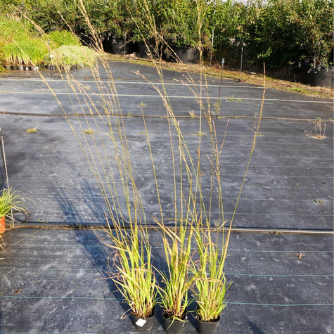 Trzęślica trzcinowata 'Cordoba