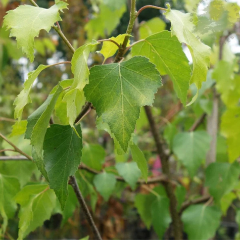 Brzoza brodawkowata Golden Obelisk (C2)