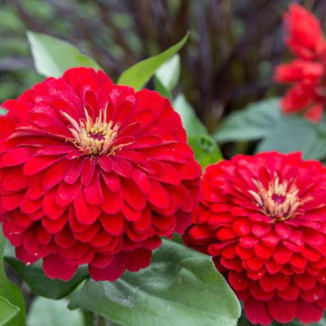 Cynia wytworna daliowa czerwona 1g