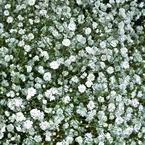 Gipsówka wiechowata, trwała, łyszczec biała 1g