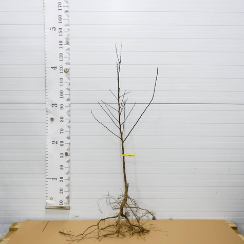 Morela Leala Plant Pack