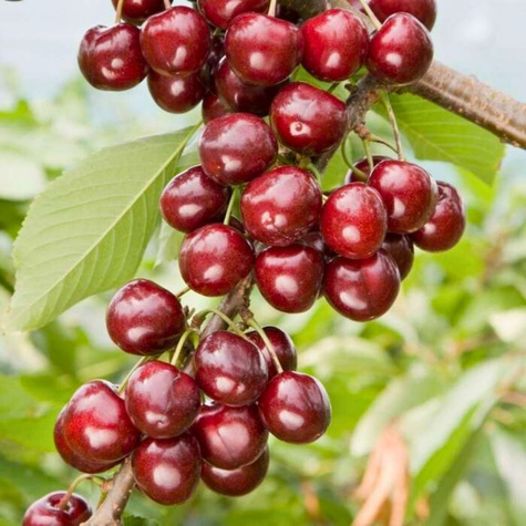 Czereśniowiśnia Meteor Korai Bardzo Duży Owoc czereśnia wiśnia Plant Pack