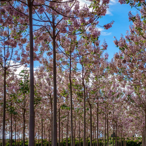 Paulownia omszona 0,1g nasiona