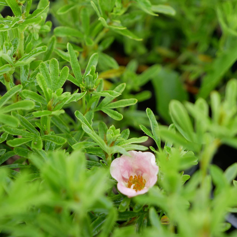 Pięciornik krzewiasty jasnoróżowy (C2)