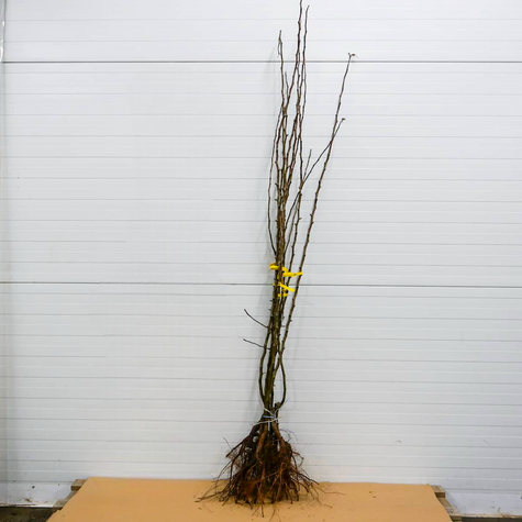 Grusza azjatycka Kosui Plant Pack