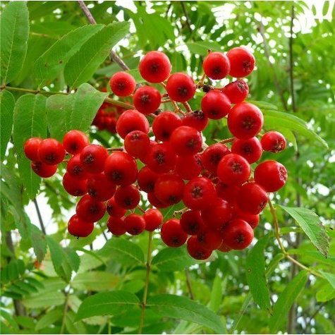 Jarząb pospolity Pendula szczepiona na pniu (Pa 120/140, obw. 8/10, H-180/200)