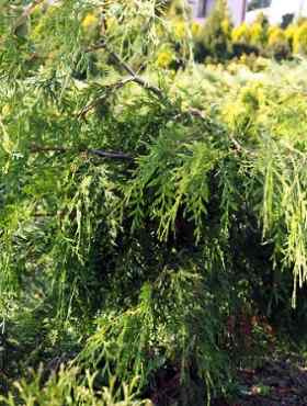 Żywotnik olbrzymi 'Holly Turner'