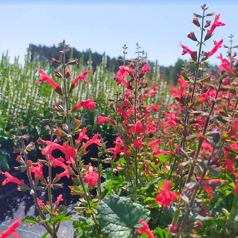 Szałwia Hot Trumpets (C2)