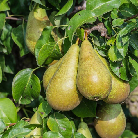 Grusza Gigantyczne owoce Plant Pack