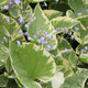 Brunnera wielkolistna Hadspen Cream (C2)