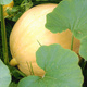Dynia zwyczajna olbrzymia Melonowa Żółta 5g