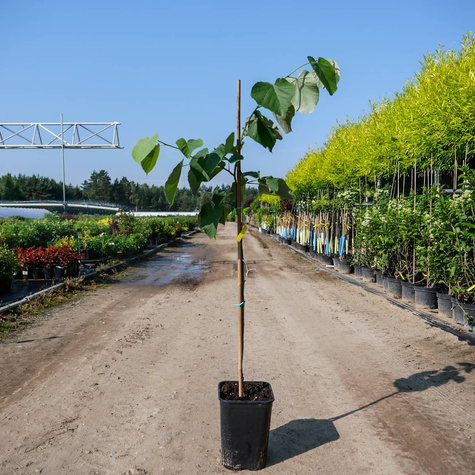 Lipa srebrzysta Tilia Tomentosa (C2)