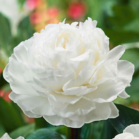 Piwonia chińska Peonia Gardenia