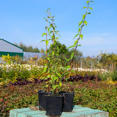 Jaśminowiec wonny Babuni (P9)