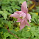 Powojnik Clematis botaniczny Markham's Pink
