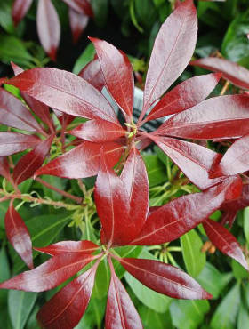 Pieris japoński Major (P9)