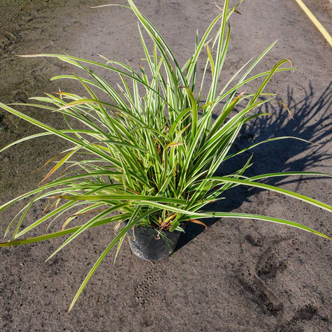 Turzyca japońska Goldband (C2)