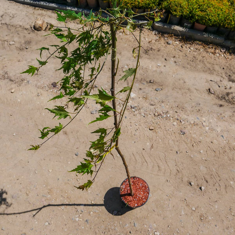 Brzoza Brodawkowata Gracilis Szczepiona Na Pniu