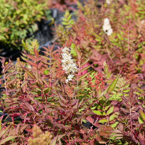 Tawlina jarzębolistna SEM Miododajna (P9)