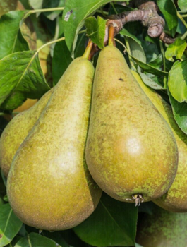Grusza Gigantyczne owoce Plant Pack