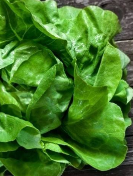 ZESTAW ALLEGRO Sałata masłowa Królowa Majowych wczesna 2g