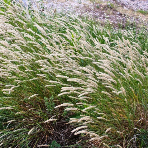 Perłówka orzęsiona (C2)