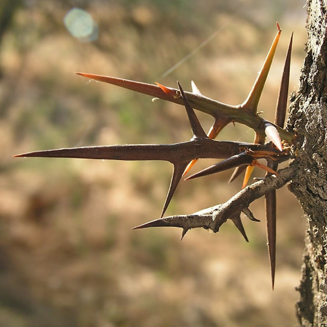 Glediczja trójcierniowa Sunburst (C2)