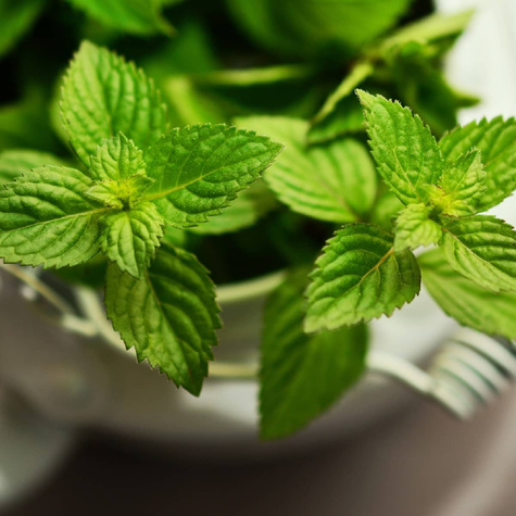 Mięta pieprzowa Lemon Fresh (C2)