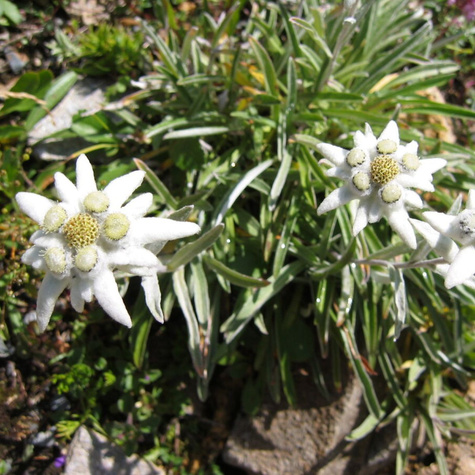 Szarotka alpejska (C2)