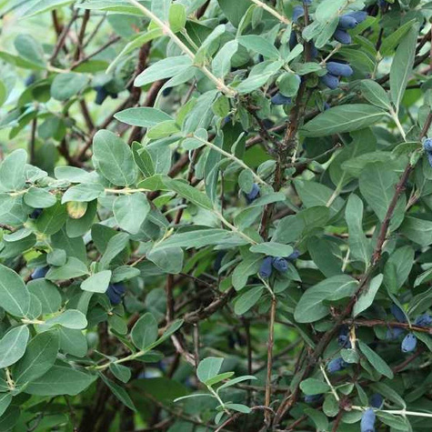 Jagoda kamczacka Zielona