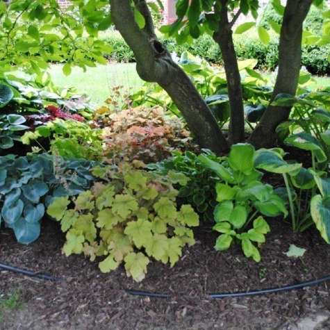 Funkia Hosta Royal Standard (P9)