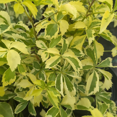 Kolcosił Siebolda Variegatus