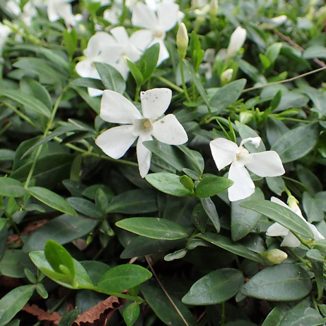 Barwinek pospolity większy Alba (C2)