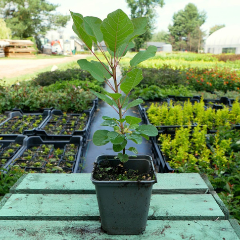 Perukowiec podolski Smokey Joe (P9)