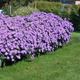 Aster nowobelgijski Dauerblau (C2)