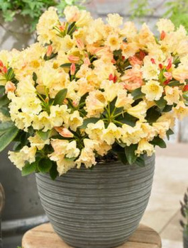 Rododendron 'Saffrano'