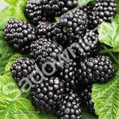 Jeżyna bezkolcowa w doniczce