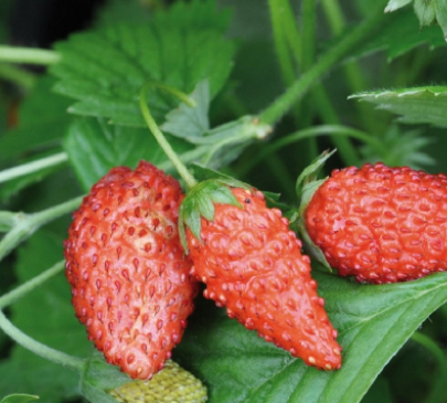 Poziomka Tubby Red w doniczce