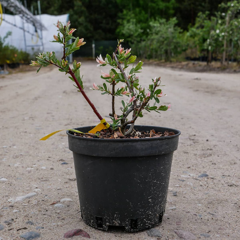 Wierzba całolistna Hakuro Nishiki krzewiasta