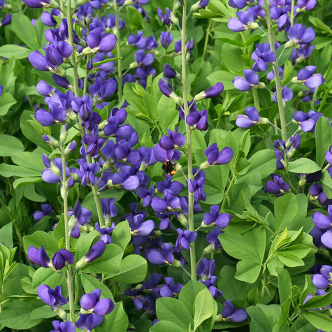 Baptysja Blueberry Sunda (C2)