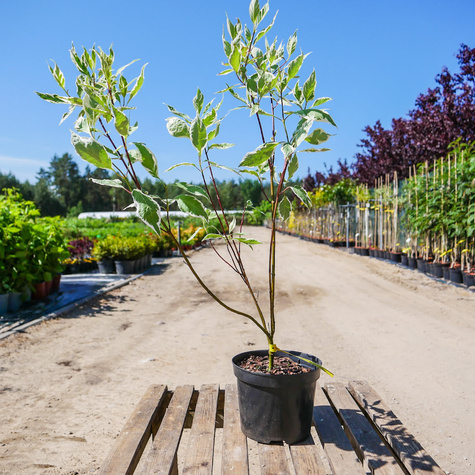 Dereń biały Elegantissima (C2)