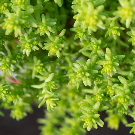 Rozchodnik ostry Aureum (C2)