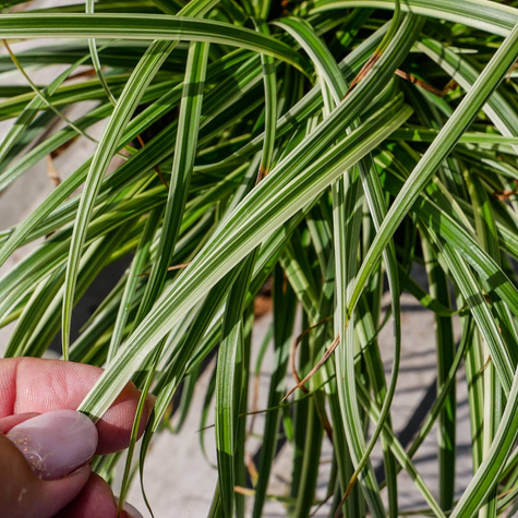 Turzyca japońska Silver Sceptre